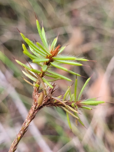 Image of Pultenaea aristata by (c) Eamonn Culhane, some rights reserved (CC BY)