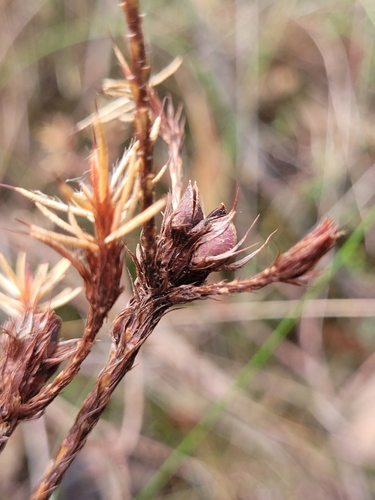 Image of Pultenaea aristata by (c) Eamonn Culhane, some rights reserved (CC BY)