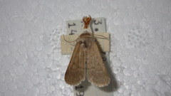 Caradrina gilva