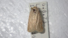 Caradrina gilva