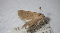 Caradrina gilva