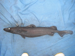 Longnose Velvet Dogfish photo 3