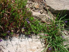 Veronica cusickii