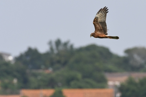 Pied Harrier