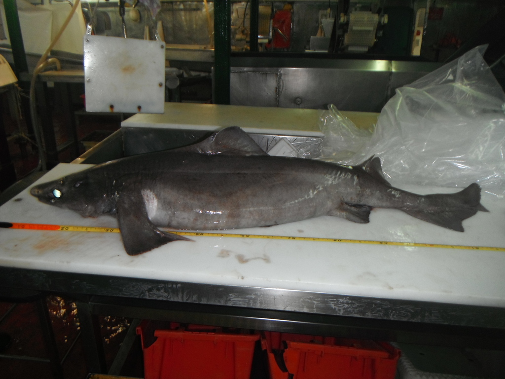 Gulper Shark