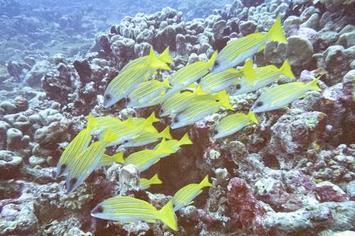 Bluestriped Snapper — seen at this dive site