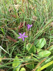 Gentianella germanica