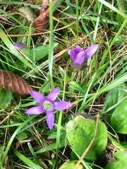 Gentianella germanica