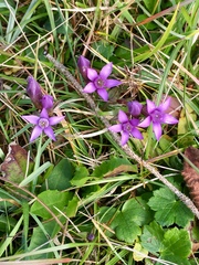 Gentianella germanica