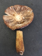 Russula mutabilis
