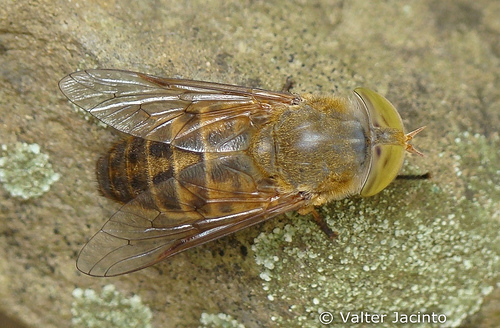 Atylotus quadrifarius