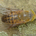 Atylotus - Photo (c) Valter Jacinto, some rights reserved (CC BY-NC-SA)