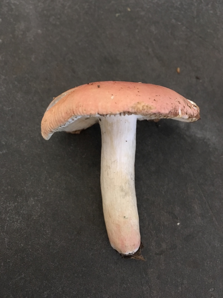 Russula fucosa