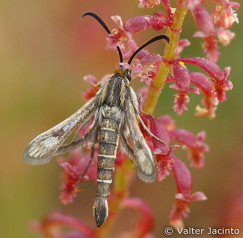 Pyropteron meriaeformis