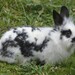 Domestic Rabbit - Photo (c) Paul Korecky, some rights reserved (CC BY-SA)