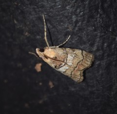 Pococera maritimalis