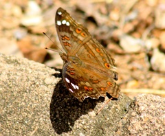 Junonia natalica natalica