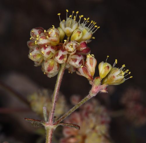 Eriogonum umbellatum var. versicolor