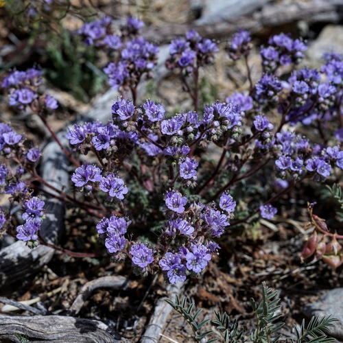 Mangas Spring phacelia (Phacelia bombycina)
