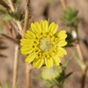 Fitch's Tarweed - Photo (c) Anne Parsons, some rights reserved (CC BY-NC), uploaded by Anne Parsons