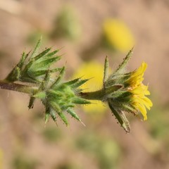 Centromadia fitchii