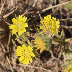 Centromadia fitchii