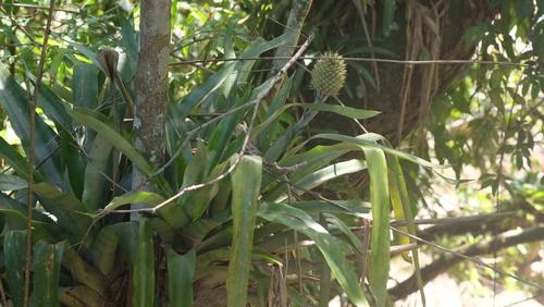 Aechmea pectinata (Aechmea pectinata)