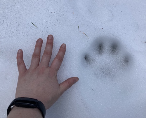 Mountain Lion photographed in Oregon