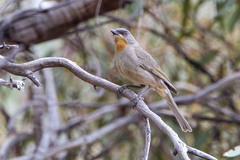 Gilbert's Whistler photo 4