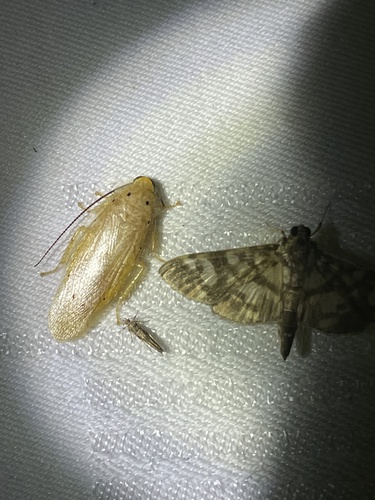 Panchlora stanleyana · iNaturalist