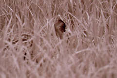Gallicrex cinerea