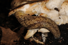 Philomycus flexuolaris