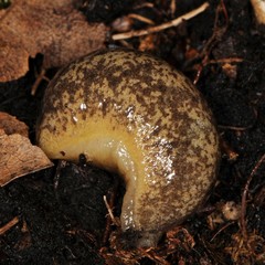 Philomycus flexuolaris