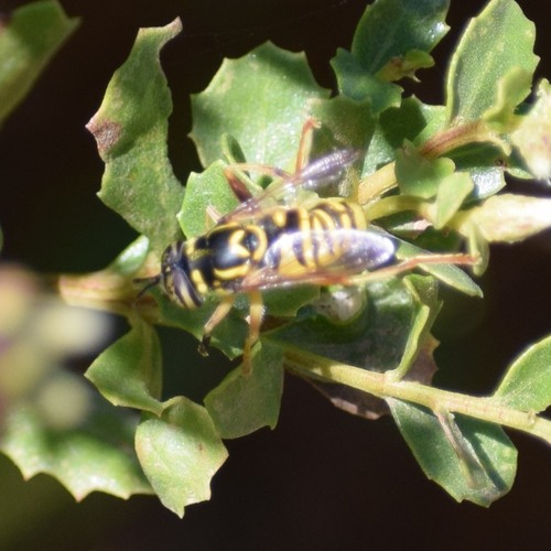 Foxlee's Hornet Fly