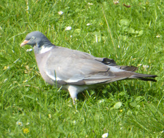 Columba palumbus