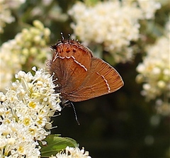 Callophrys johnsoni
