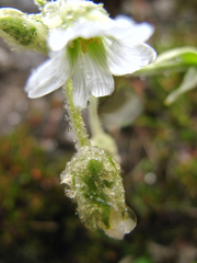 Cerastium floccosum