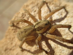 Hogna ferox