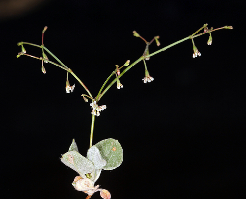 Nodding Buckwheat (Eriogonum cernuum)