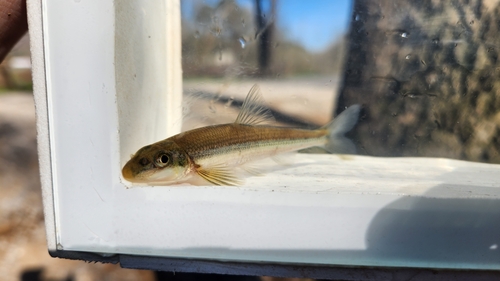 Stargazing minnow (Phenacobius uranops) — Cyprinidae — 4