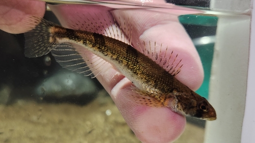 Snail darter (Percina tanasi) — Percidae