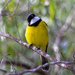 Western Australian Golden Whistler - Photo (c) Steve Murray, some rights reserved (CC BY-NC), uploaded by Steve Murray