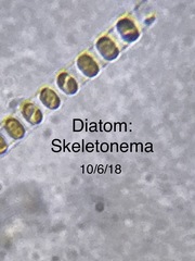 Skeletonema