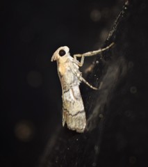 Pococera maritimalis