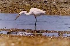 Egretta eulophotes
