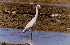 Egretta eulophotes