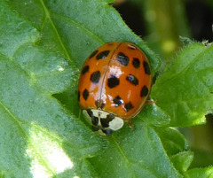 Harmonia axyridis