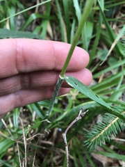 Hordelymus europaeus