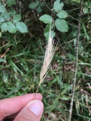 Hordelymus europaeus