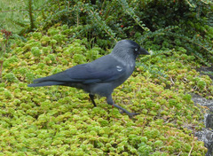 Corvus monedula